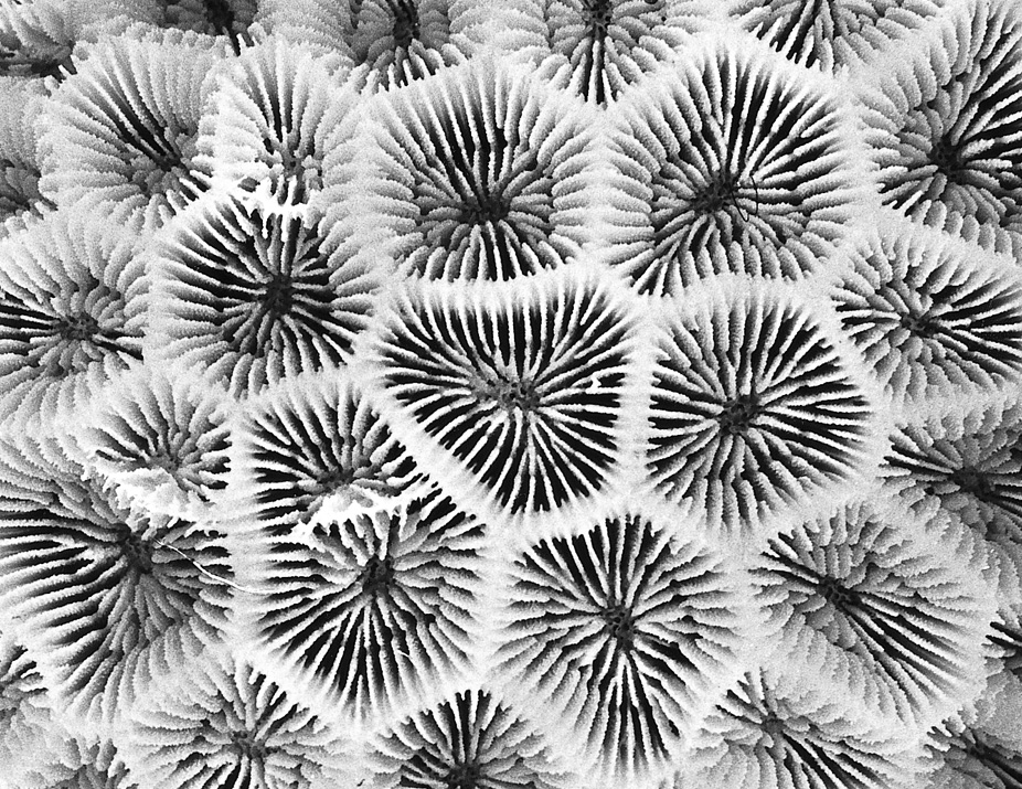 Appearance Goniastrea