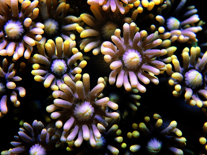 Polyps