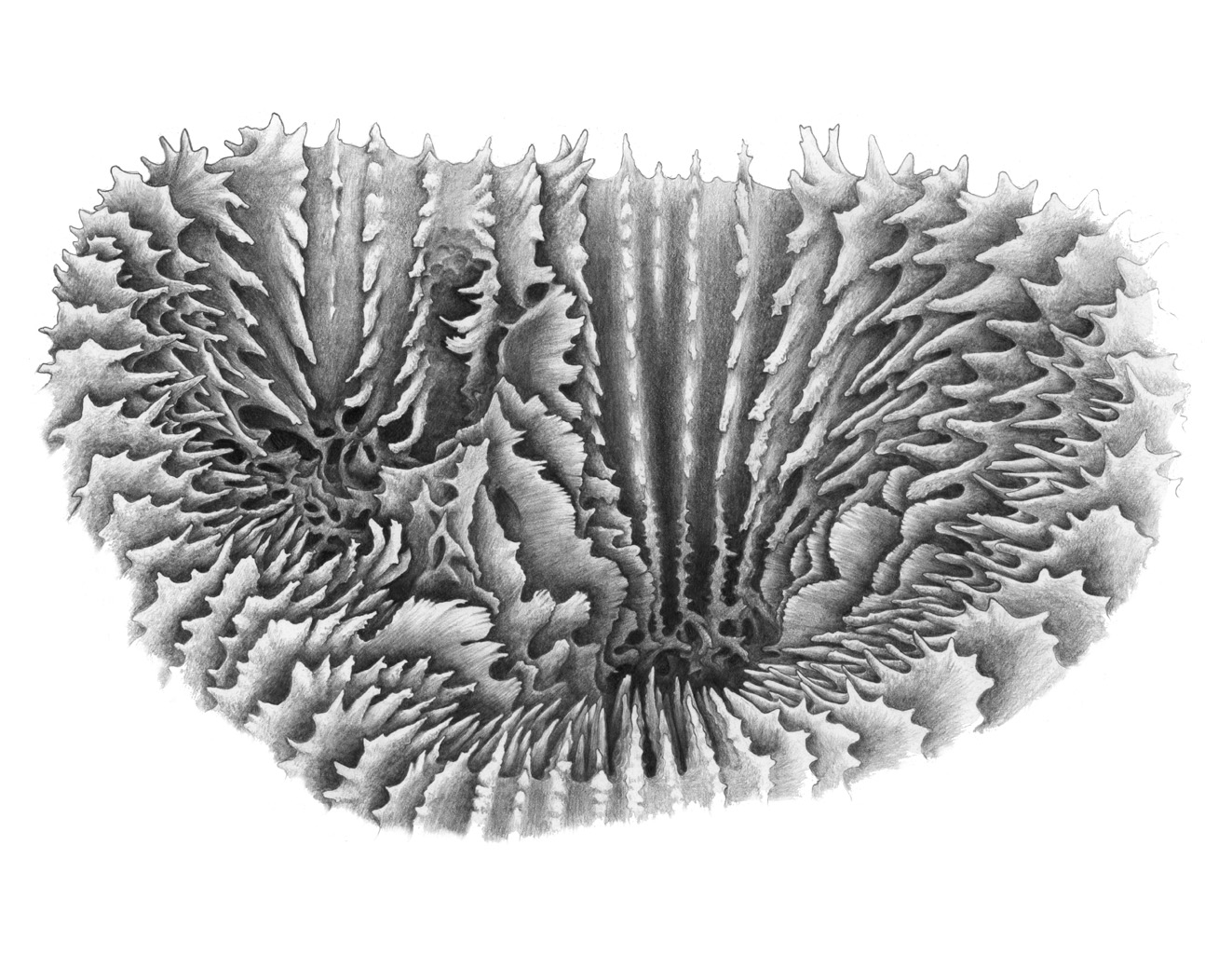 Budding intratentacular