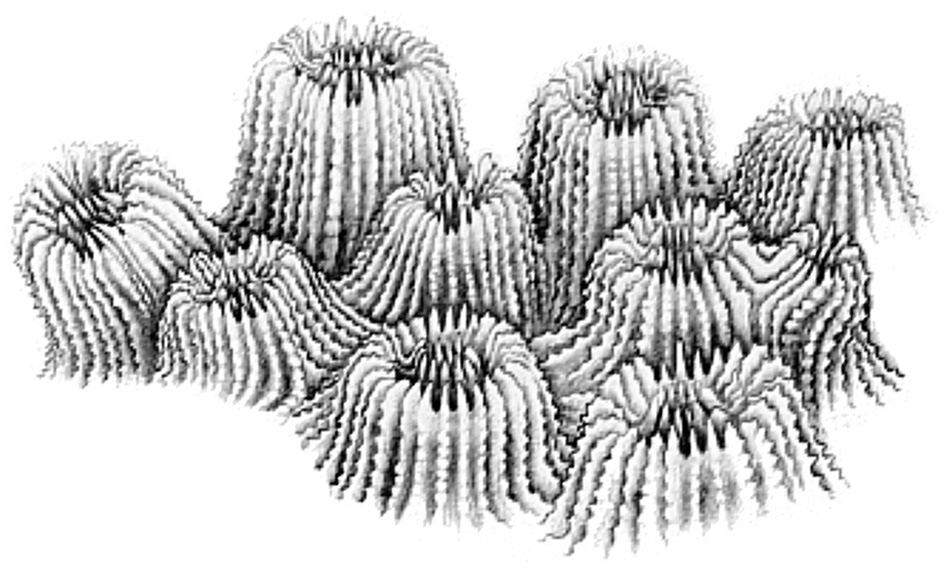 Corallite separate walls