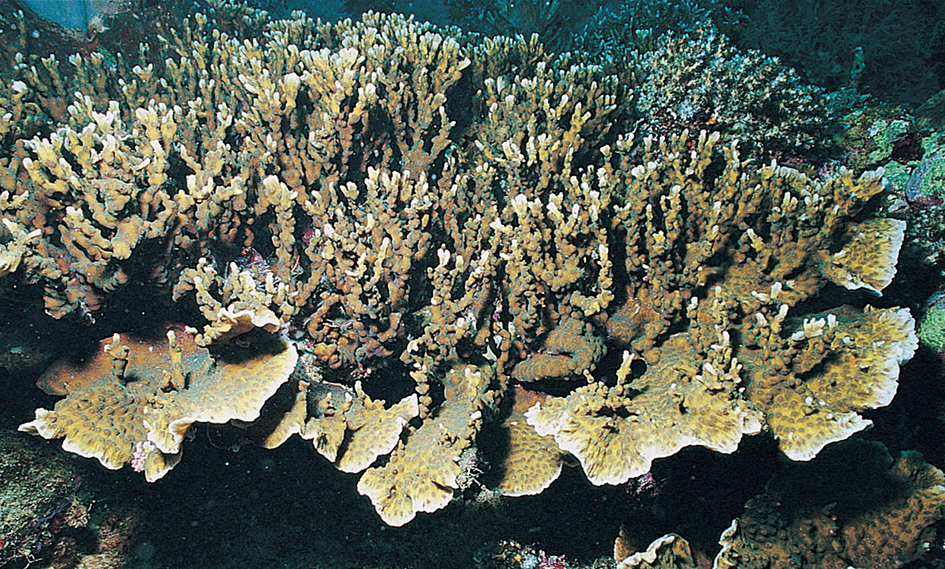 Echinopora mammiformis