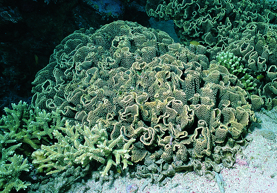 Turbinaria mesenterina