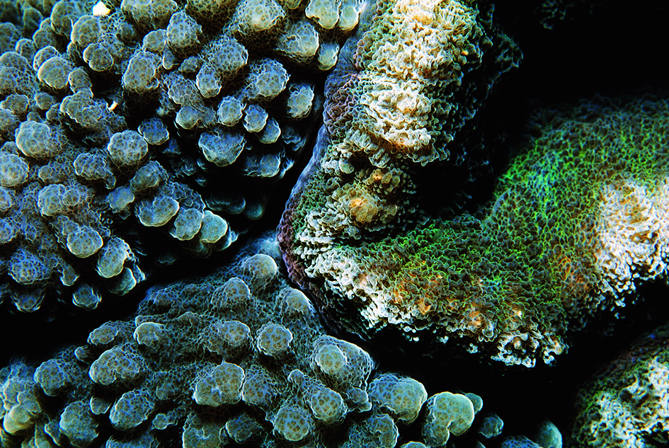 Lobophyllia hemprichii