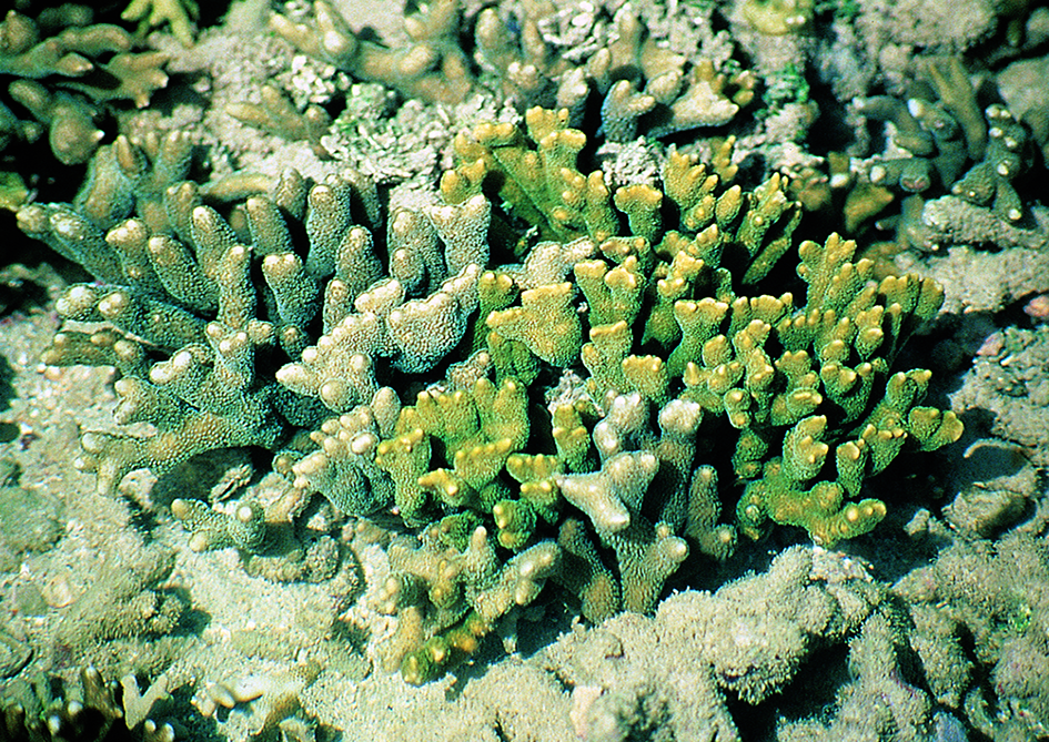 Montipora digitata