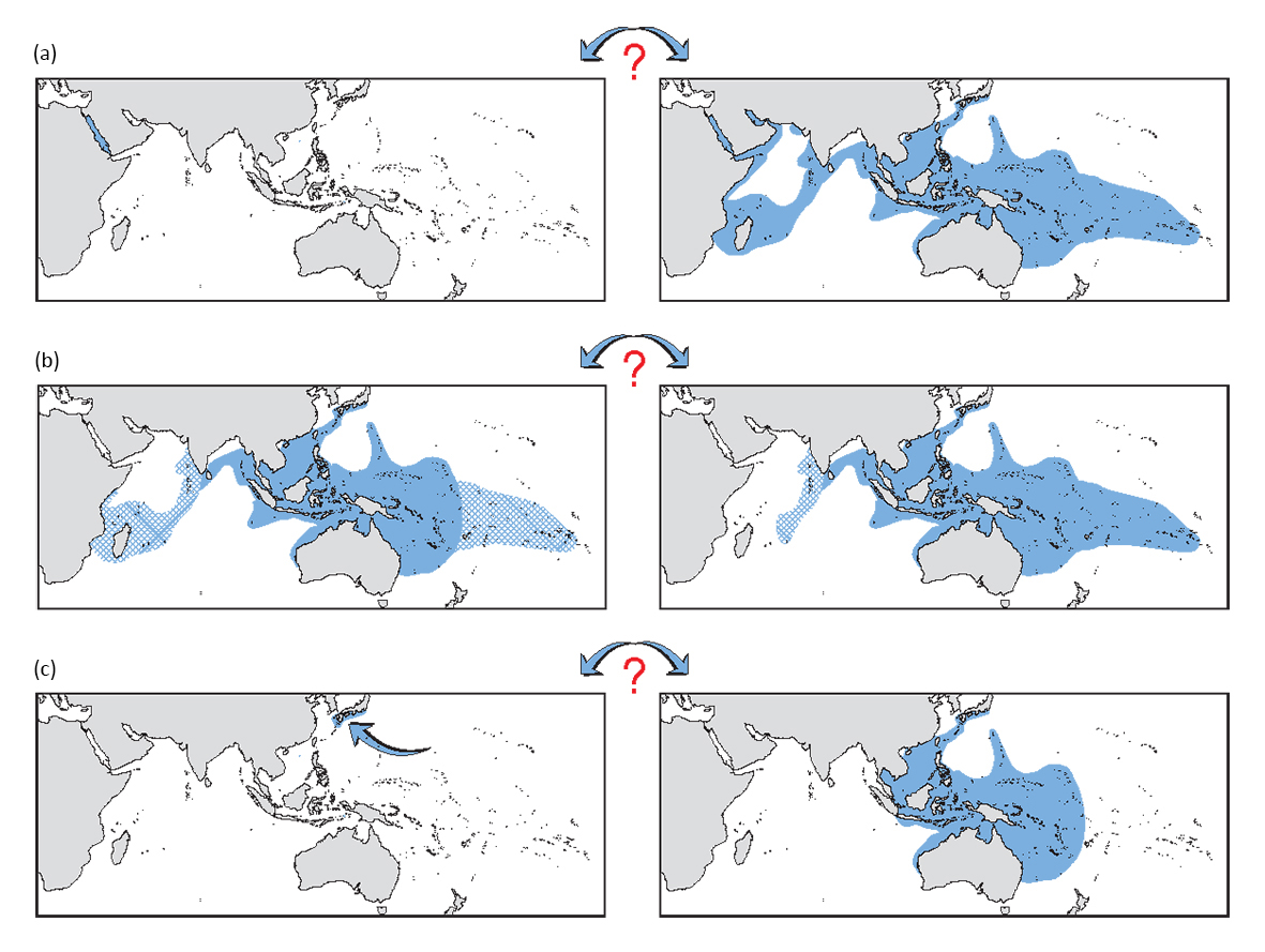Arbitrary taxonomic decisions