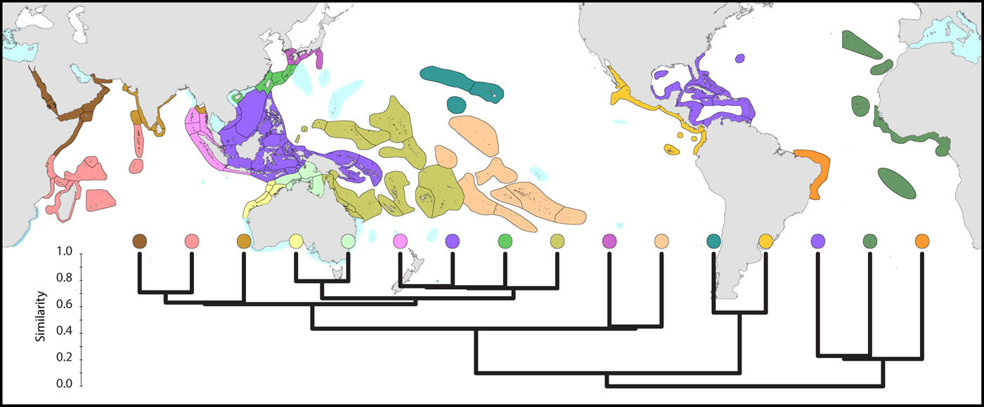 Global pattern of affinity
