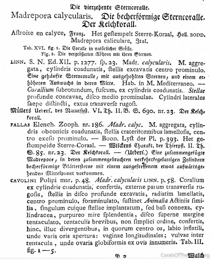 Early coral descriptions