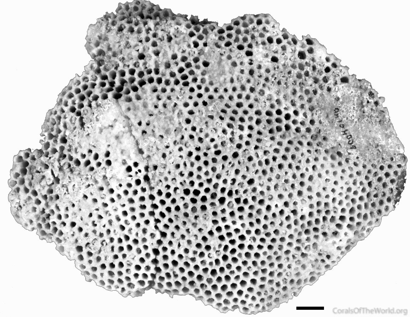 Holotype of Madrepora faveolata