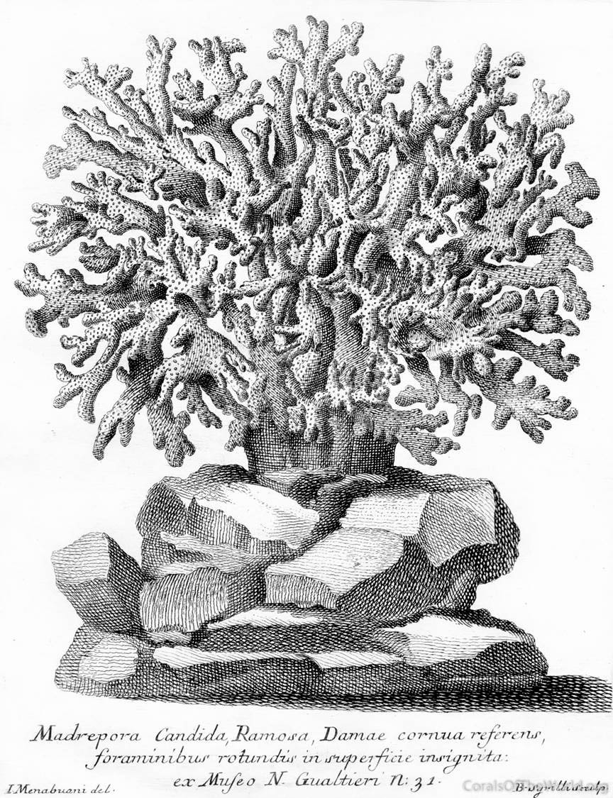 Ambiguous early drawings