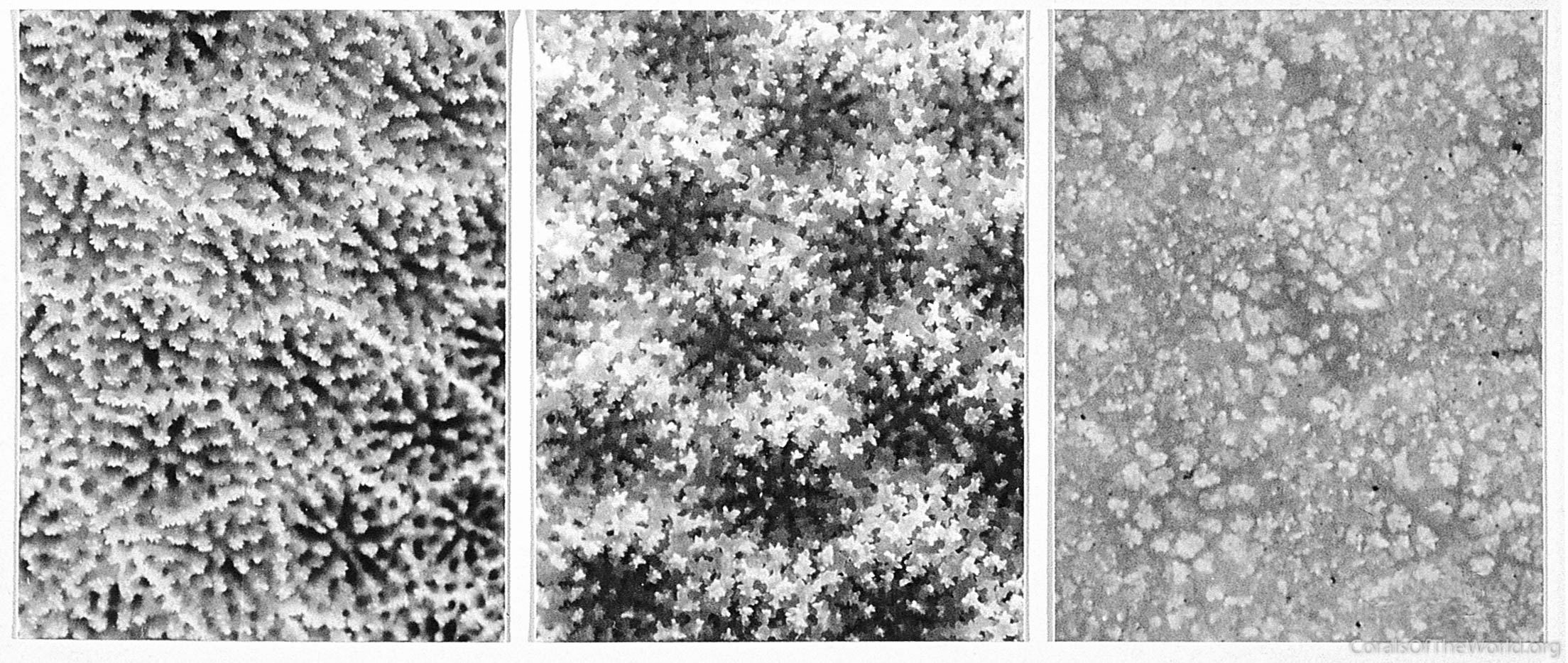 Corallite variation in Porites