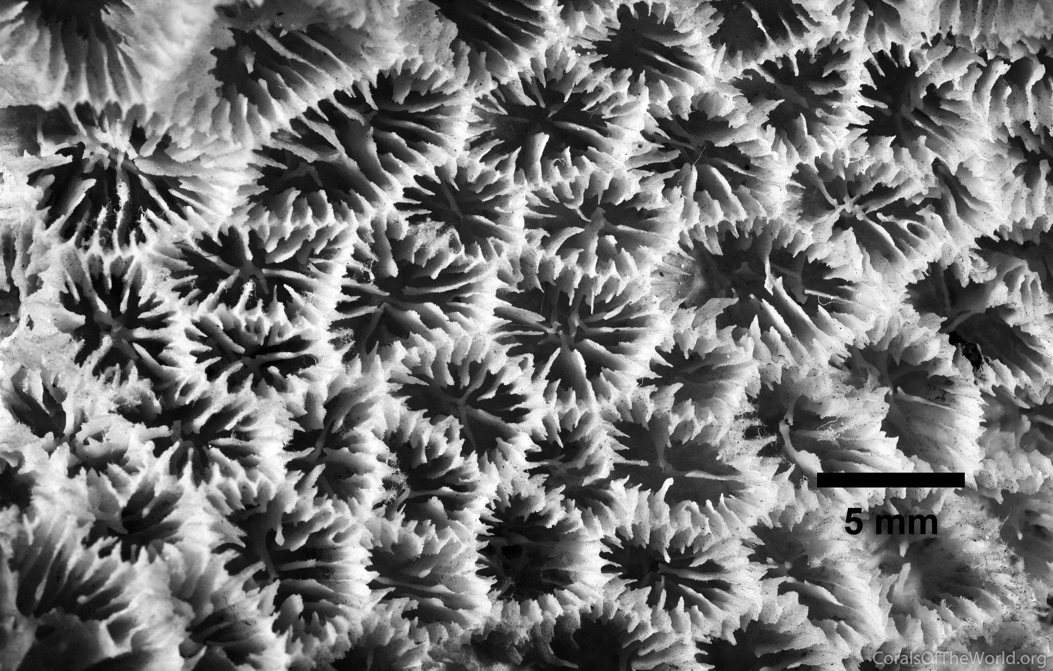 Holotype of Coelastrea tenuis