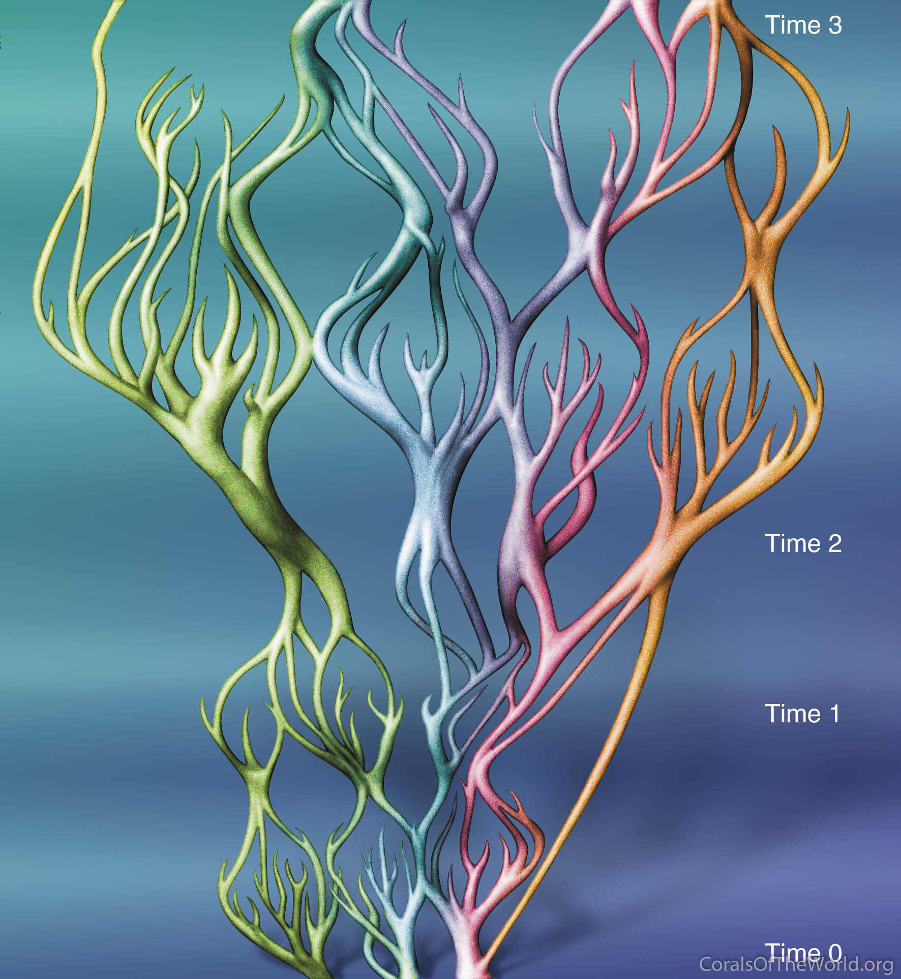 Reticulate evolution